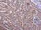 Phosducin-like protein antibody, PA5-21817, Invitrogen Antibodies, Immunohistochemistry frozen image 