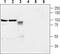 Neuroligin-2 antibody, TA328902, Origene, Western Blot image 