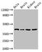 ATPase Family AAA Domain Containing 1 antibody, LS-C677218, Lifespan Biosciences, Western Blot image 