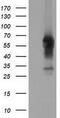 CD5 Molecule antibody, GTX84708, GeneTex, Western Blot image 