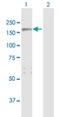 Rho GTPase Activating Protein 29 antibody, H00009411-B01P, Novus Biologicals, Western Blot image 