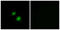 Rac GTPase Activating Protein 1 antibody, LS-C119256, Lifespan Biosciences, Immunofluorescence image 