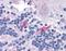 FMR1 Autosomal Homolog 2 antibody, orb87536, Biorbyt, Immunohistochemistry paraffin image 