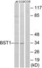 TNF Superfamily Member 9 antibody, LS-C119700, Lifespan Biosciences, Western Blot image 