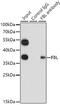 Fibrillarin antibody, 15-018, ProSci, Immunoprecipitation image 
