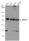 CDw293 antibody, GTX102453, GeneTex, Western Blot image 