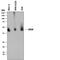 CD38 Molecule antibody, AF2404, R&D Systems, Western Blot image 