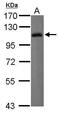 Leukocyte Immunoglobulin Like Receptor B1 antibody, GTX112718, GeneTex, Western Blot image 