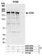 GluRS antibody, A303-958A, Bethyl Labs, Immunoprecipitation image 