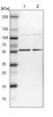 TOX high mobility group box family member 4 antibody, PA5-53653, Invitrogen Antibodies, Western Blot image 