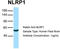 NLR Family Pyrin Domain Containing 1 antibody, TA334965, Origene, Western Blot image 