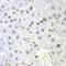 Calcium Modulating Ligand antibody, 15-165, ProSci, Immunohistochemistry frozen image 