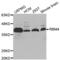 RNA-binding motif protein 4a antibody, abx002994, Abbexa, Western Blot image 