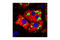 Lipase E, Hormone Sensitive Type antibody, 4107S, Cell Signaling Technology, Immunofluorescence image 