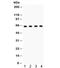 Amyloid Beta Precursor Protein Binding Family B Member 1 antibody, R31784, NSJ Bioreagents, Western Blot image 
