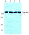 Collagen Type I Alpha 2 Chain antibody, A00624S3, Boster Biological Technology, Western Blot image 
