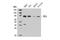 Elongation Factor For RNA Polymerase II antibody, 14468S, Cell Signaling Technology, Western Blot image 