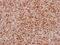 Zinc Finger FYVE-Type Containing 1 antibody, NBP2-20950, Novus Biologicals, Immunohistochemistry paraffin image 