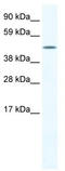 Ligand-dependent nuclear receptor corepressor-like protein antibody, TA329595, Origene, Western Blot image 