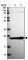 Tumor Protein P63 Regulated 1 antibody, HPA044751, Atlas Antibodies, Western Blot image 