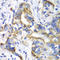 Ribosomal Protein L9 antibody, LS-C334691, Lifespan Biosciences, Immunohistochemistry frozen image 