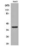 Spi-1 Proto-Oncogene antibody, orb162515, Biorbyt, Western Blot image 