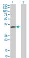 LIM And SH3 Protein 1 antibody, LS-C197603, Lifespan Biosciences, Western Blot image 