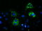 Paraplegin antibody, LS-C175084, Lifespan Biosciences, Immunofluorescence image 