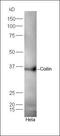 Coilin antibody, orb182900, Biorbyt, Western Blot image 