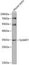 SLAM Family Member 7 antibody, 15-396, ProSci, Western Blot image 