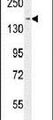 Peroxisome proliferator-activated receptor gamma coactivator-related protein 1 antibody, PA5-24490, Invitrogen Antibodies, Western Blot image 