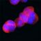 AKT1 Substrate 1 antibody, MAB6890, R&D Systems, Immunofluorescence image 