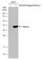 NK2 Homeobox 2 antibody, GTX117071, GeneTex, Western Blot image 