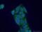 NADH:Ubiquinone Oxidoreductase Subunit S6 antibody, 14417-1-AP, Proteintech Group, Immunofluorescence image 