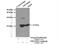 NADH:Ubiquinone Oxidoreductase Subunit B10 antibody, 15589-1-AP, Proteintech Group, Immunoprecipitation image 