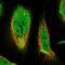 Transmembrane Protein 51 antibody, PA5-64979, Invitrogen Antibodies, Immunofluorescence image 