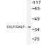 Kruppel Like Factor 1 antibody, LS-C176929, Lifespan Biosciences, Western Blot image 