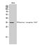 Olfactory Receptor Family 51 Subfamily A Member 7 antibody, A17554, Boster Biological Technology, Western Blot image 