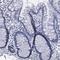 Beta-Ureidopropionase 1 antibody, HPA000728, Atlas Antibodies, Immunohistochemistry frozen image 