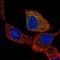 COX2 antibody, HPA001335, Atlas Antibodies, Immunofluorescence image 