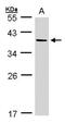 Afar antibody, NBP1-31614, Novus Biologicals, Western Blot image 