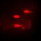 Calcium Binding And Coiled-Coil Domain 1 antibody, abx141447, Abbexa, Western Blot image 