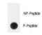 Telomerase Reverse Transcriptase antibody, LS-C100313, Lifespan Biosciences, Dot Blot image 