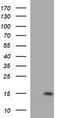 Microseminoprotein Beta antibody, LS-C336865, Lifespan Biosciences, Western Blot image 