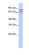 Transcription Factor Binding To IGHM Enhancer 3 antibody, orb329726, Biorbyt, Western Blot image 