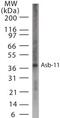 Ankyrin Repeat And SOCS Box Containing 11 antibody, PA1-29820, Invitrogen Antibodies, Western Blot image 