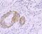 Myosin Heavy Chain 11 antibody, NBP2-66967, Novus Biologicals, Immunohistochemistry paraffin image 