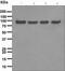 Valosin Containing Protein antibody, ab109240, Abcam, Western Blot image 