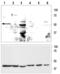 Potassium Two Pore Domain Channel Subfamily K Member 9 antibody, GTX16652, GeneTex, Western Blot image 