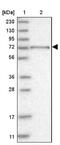 RUN Domain Containing 1 antibody, NBP1-84103, Novus Biologicals, Western Blot image 